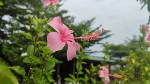 Beautiful Hibiscus Flower Stock Footage 327180534