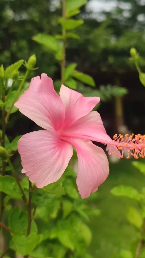 Beautiful Hibiscus Flower Stock Footage 327180538