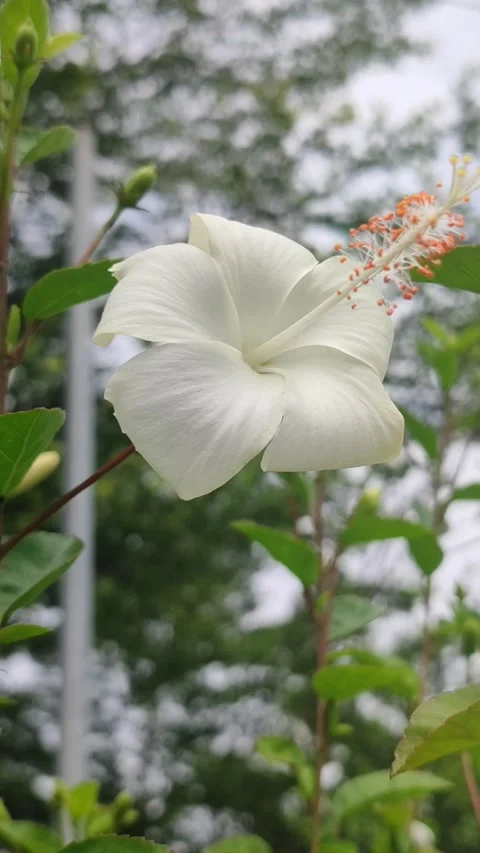 Beautiful Hibiscus Flower Stock Footage 327180539