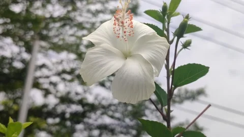 Beautiful Hibiscus Flower Stock Footage 327180540
