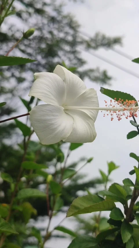 Beautiful Hibiscus Flower Stock Footage 327180543