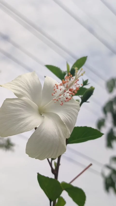 Beautiful Hibiscus Flower Stock Footage 327180544