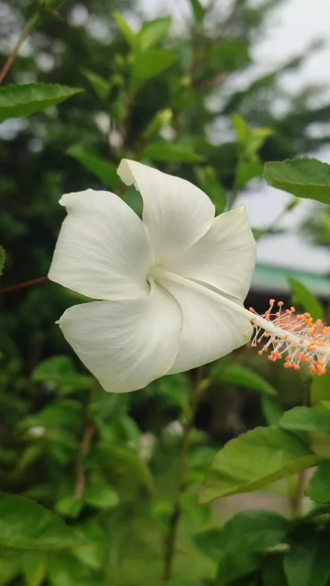 Beautiful Hibiscus Flower Stock Footage 327180551