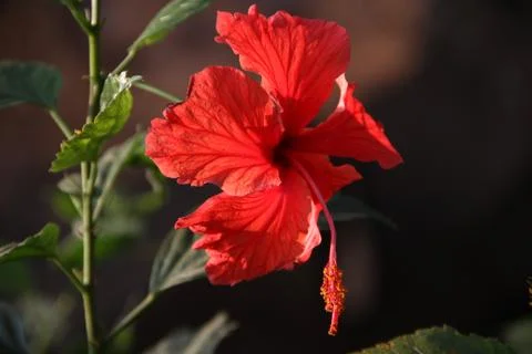 Beautiful hibiscus flower with red color at day time and sun rays coming. Stock Photos