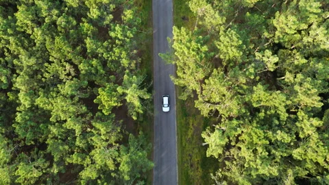 Beautiful high above drone view on the road in the pine forest. A scenic forest Stock Footage 305452302