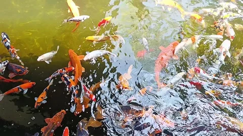 Beautiful High angle view of koi fish carp in pond with clean and clear water 스톡 동영상 315455992
