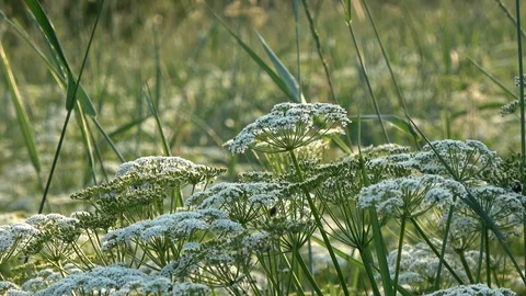 Beautiful high grass moving in wind. Stock Footage 124078096