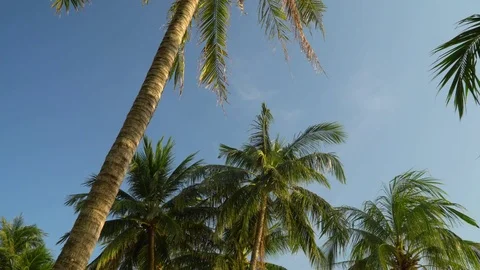 Beautiful high green palm trees against the background of the blue sky. Big Stock Footage 84203231