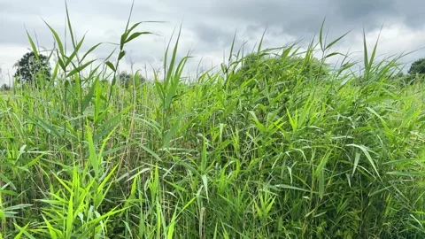 Beautiful high meadow grass moving in breeze Stock Footage 321361405