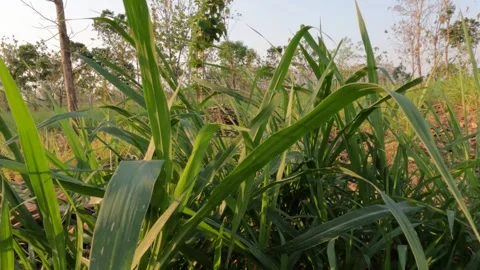 Beautiful High Tiled Grass Shot, Blowing On The Wind Isolated On Alpha Channel Video stock 251802155