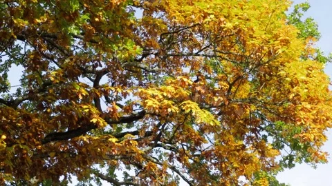 Beautiful highlights on leaves Stock Footage 81363546