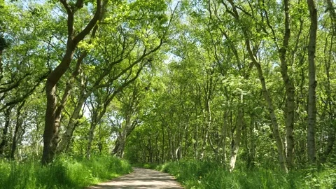 Beautiful hike in spring on a forest path with bright green foliage Stock Footage 155855492