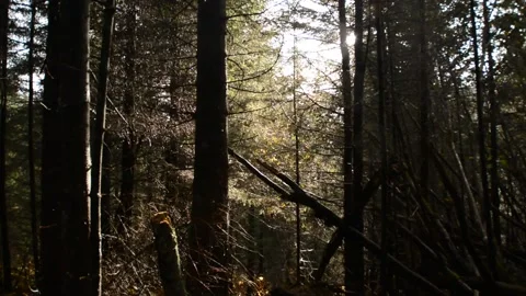 Beautiful hiking trail Stock Footage 237495678