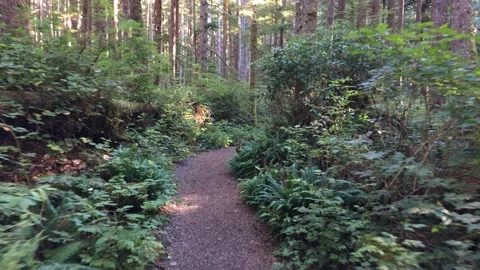 Beautiful Hiking Trail Through Forest with Sun Shining Through Trees Stock Footage 158362008
