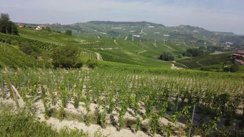 Beautiful hills and vineyards surrounding Barbaresco. Cuneo, Piedmont, Italy. 스톡 동영상 160991853