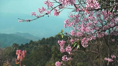 Beautiful Himalayan Cherry Blooming Tree swing in the wind. Stock Footage 102215359