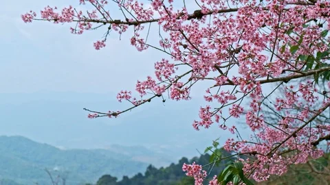 Beautiful Himalayan Cherry Blooming Tree swing in the wind. Stock Footage 102883452