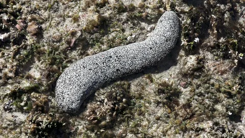 Beautiful Holothury exposed in low tide moving on the reef . Stock Footage 106395103