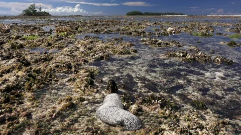 Beautiful Holothury on the reef exposed in low tide. Stock Footage 106392332