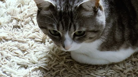 Beautiful home cat closeup Stock Footage 78305883