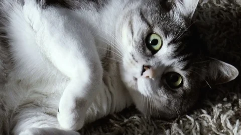 Beautiful home cat closeup Stock Footage 78306083