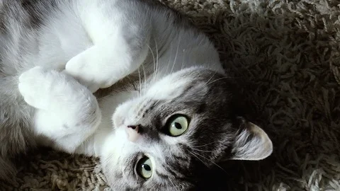 Beautiful home cat Stock Footage 78420304