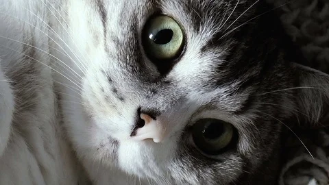 Beautiful home cat Stock Footage 78420322