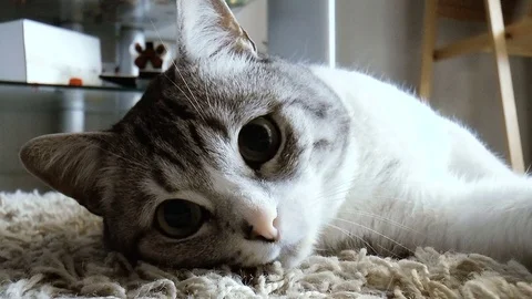 Beautiful home cat Stock Footage 78420784
