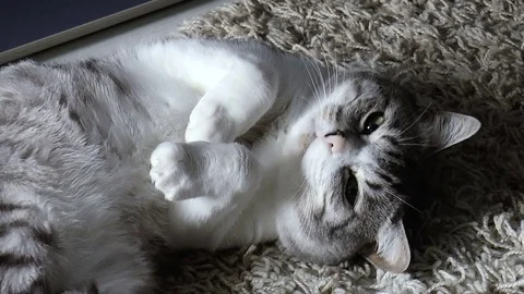 Beautiful home cat Stock Footage 78662052