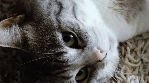 Beautiful home cat Stock Footage 78662361