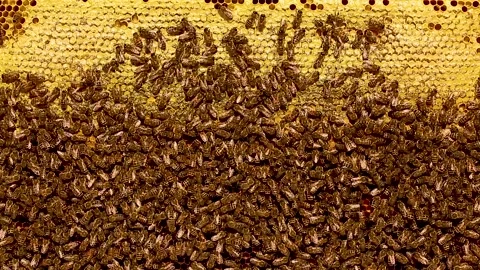 Beautiful honeycomb with bees close-up. Stock Footage 143564205