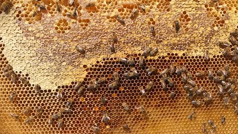 Beautiful honeycomb with bees close-up. Stock Footage 235317607