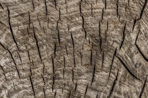 Beautiful horizontal gray texture of old stamp of poplar tree with cracks is Stock Photos