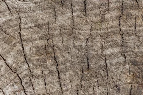 Beautiful horizontal gray texture of old stamp of poplar tree with cracks is Stock-Fotos
