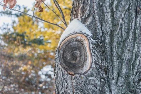 A beautiful horizontal texture of gray bark of an old oak tree with snow and Stock Photos