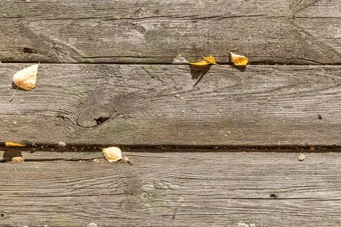 Beautiful horizontal texture of old gray boards with yellow leaves is in fall Stock Photos