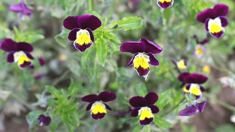Beautiful Horned Violet (viola Cornuta). viola flower Stock Footage 124985455