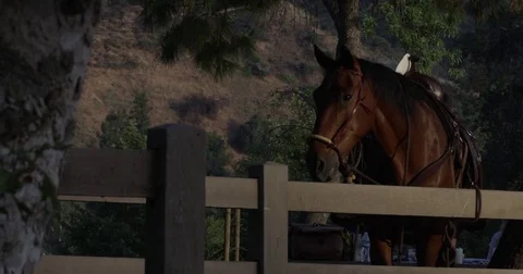 A beautiful Horse in a Californian park.  Stock Footage