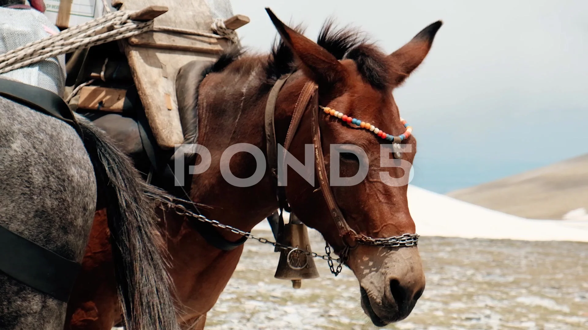 Beautiful Horse Carrying Heavy Load On I... | Stock Video | Pond5
