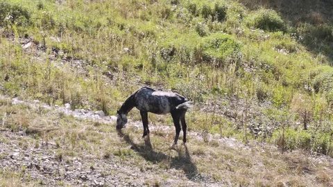 A beautiful horse eats grass. The view from the top. Stock Footage 114983262