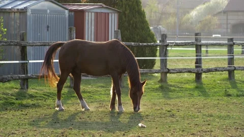 Beautiful horse feeds in the paddock. 库存影片 154582604