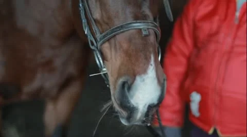 Beautiful horse  Stock Footage 21368302