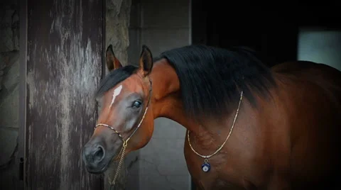 Beautiful horse Stock Footage 53857227