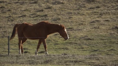 Beautiful horse Stock Footage 73920672