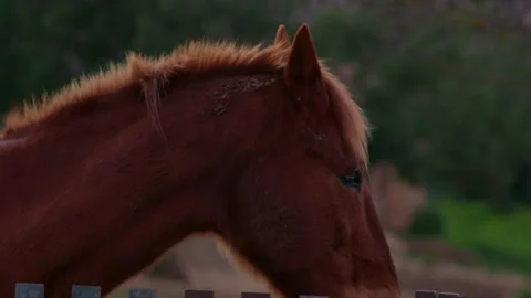 Beautiful horse Stock Footage 233694747