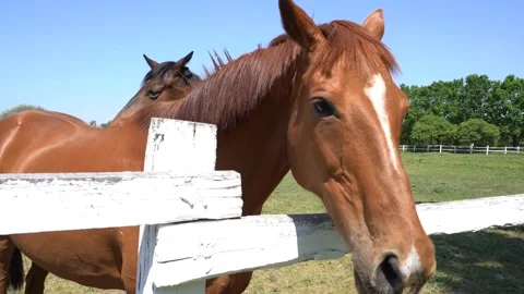 Beautiful horse Stock Footage 301438929