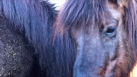 Beautiful horse head closeup Stock Footage 101485002