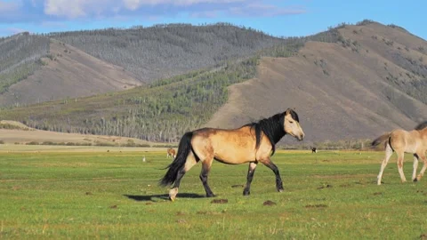 Beautiful horse makes a circle in front of a camera. Wild horse in the green Stock Footage 249459992