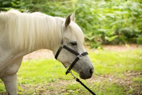 Beautiful Horse Posing for Camera Stock Photos