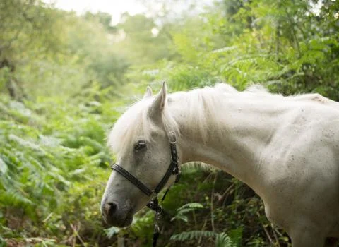 Beautiful Horse Posing for Camera Stock Photos